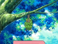 EP471 Burmy colgando de un árbol