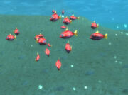 Abundant Firefin Snapper School under surface