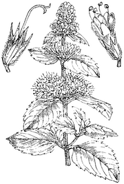Mentha-Nsr-slika-396