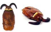 Gross harry potter cockroach clusters