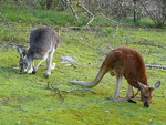 Mainimage australia-wildlife3