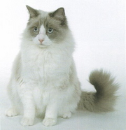 Ragdoll