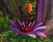 Moonpetal Lily
