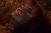 TheHowling