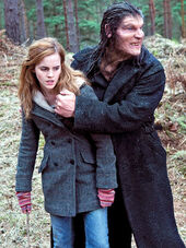 Greybackhermione.jog