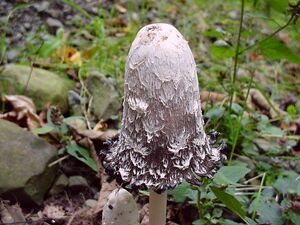 Shaggy mane