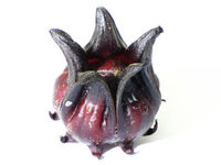 Roselle