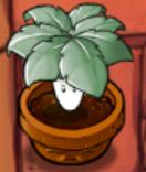 Umbrella leaf