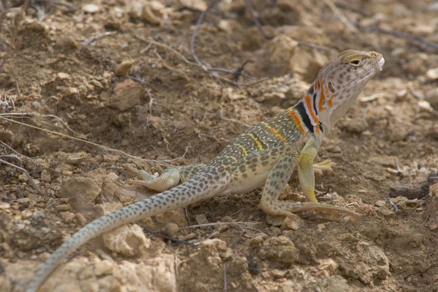 Crotaphytidae Reptipedia, the Reptile & Amphibian Wiki