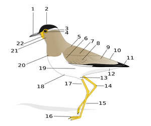 Birdmorphology