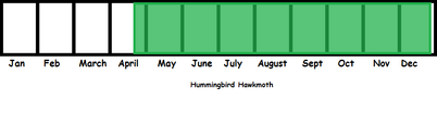 Hummingbird Hawmoth TL