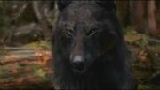 Sam Wolf Form
