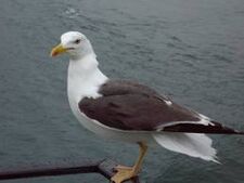 Images gaviota.jpeg