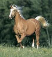 Images-caballo.jpeg