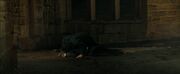 Greyback kills Lavender