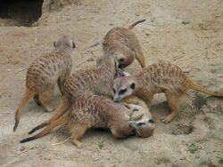 Suricata suricatta1.jpg