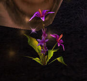 Darkblossom