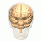 Opercular part of the IFG animation small
