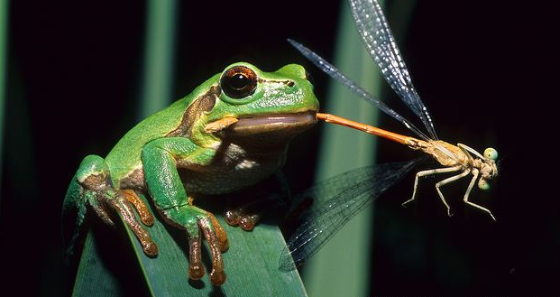 Frog - Reptipedia, the Reptile & Amphibian Wiki