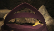 Prolatomebia volubilis