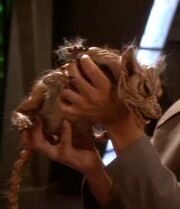 Cardassianische Ratte