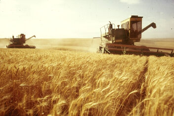 Wheat Harvesting USSR