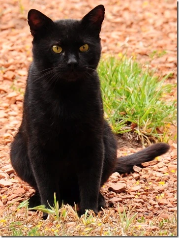Gato Negro