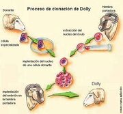 20070402131005-oveja-dolly3.jpg