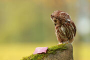 Owl and Leaf