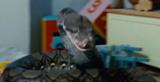 Dhnagini