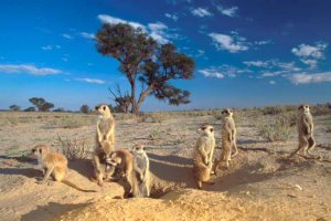 Meerkats kalahari