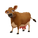 Jersey Cow