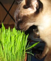 Catgrass