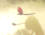 Felucia bird