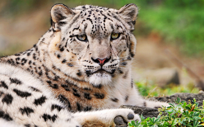 Leopardo de las nieves 3.png