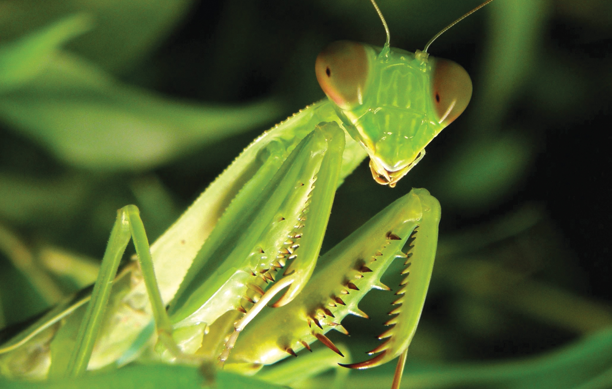 Mantis_Religiosa.jpg