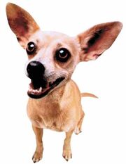 Taco-bell-dog