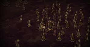 Reed Tentacle trap