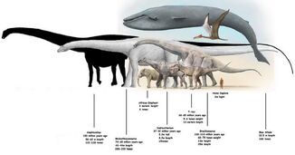 Dinosaurios-a-amphicoelias 0002