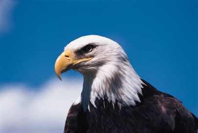 American Eagle - CAW Wrestling Wiki