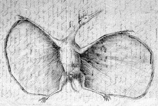 Hermann's Pterodactylus