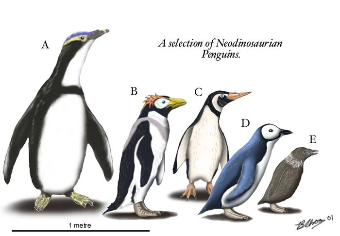 Spheniscidae; Pinguins; Sphenisciformes; Esfenisciforme; Esfeniscídeos