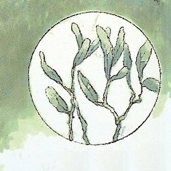 HothLichen-WoSW