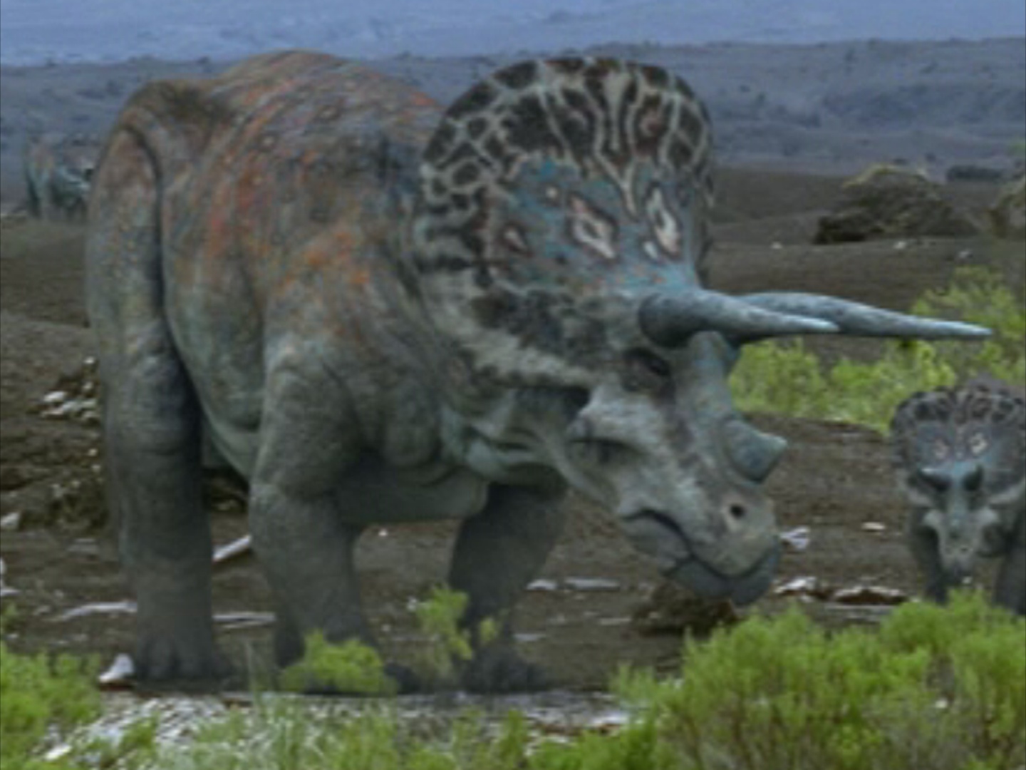 1 horned triceratops