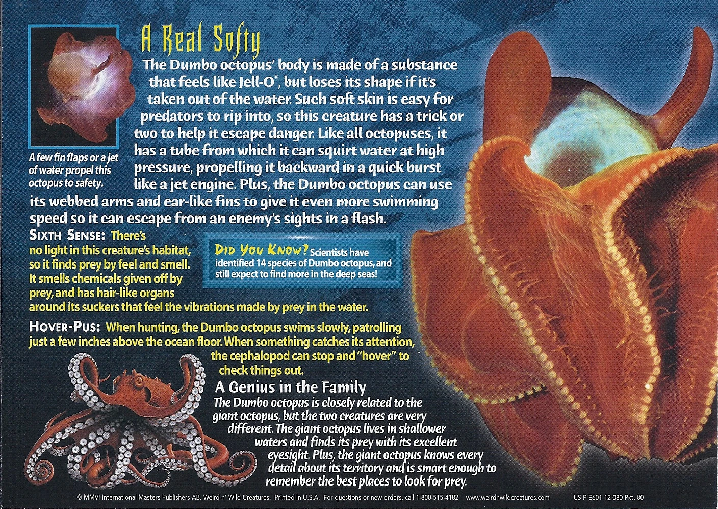 Dumbo Octopus Wierd N wild Creatures Wiki