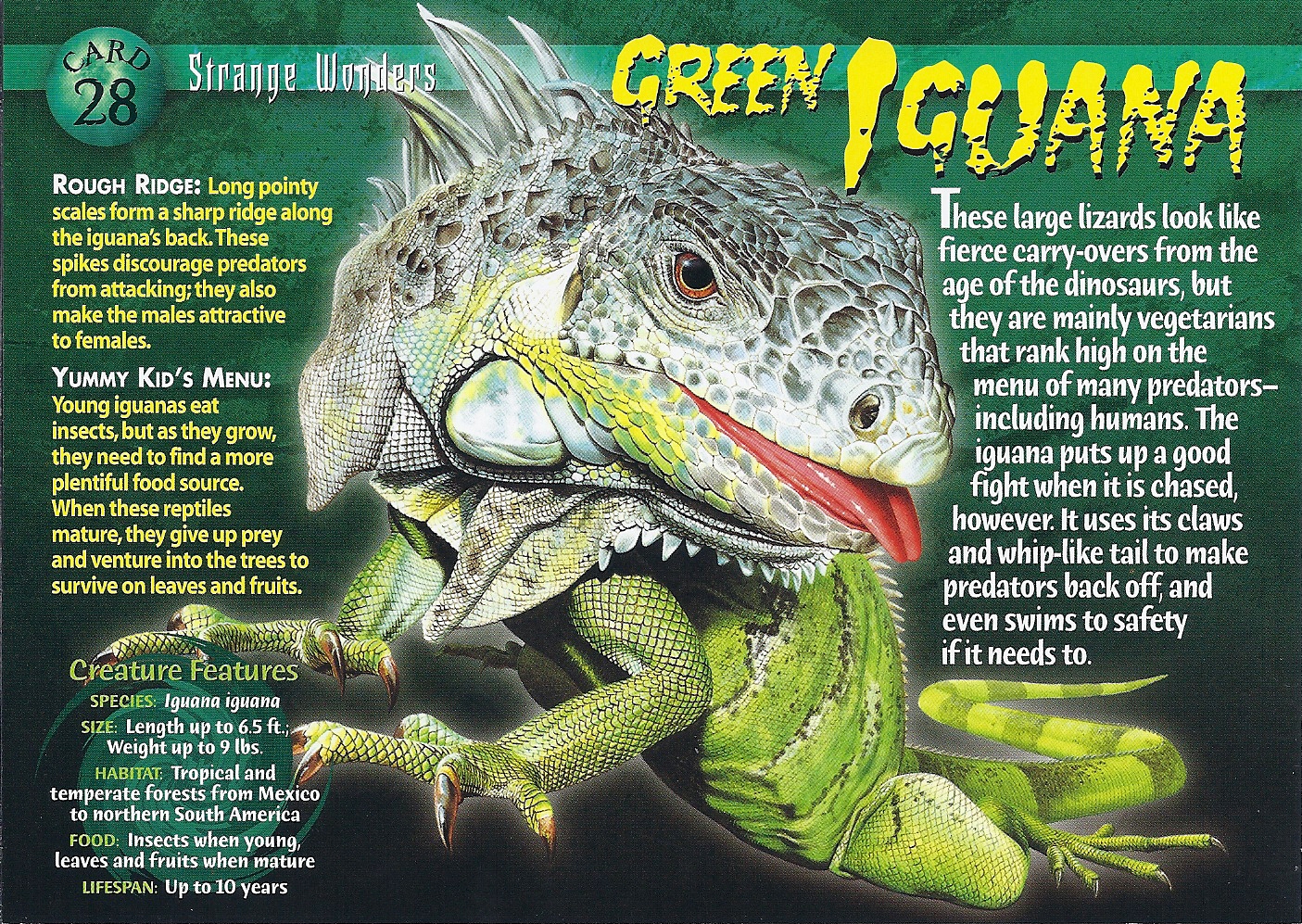 iguana wikipedia english