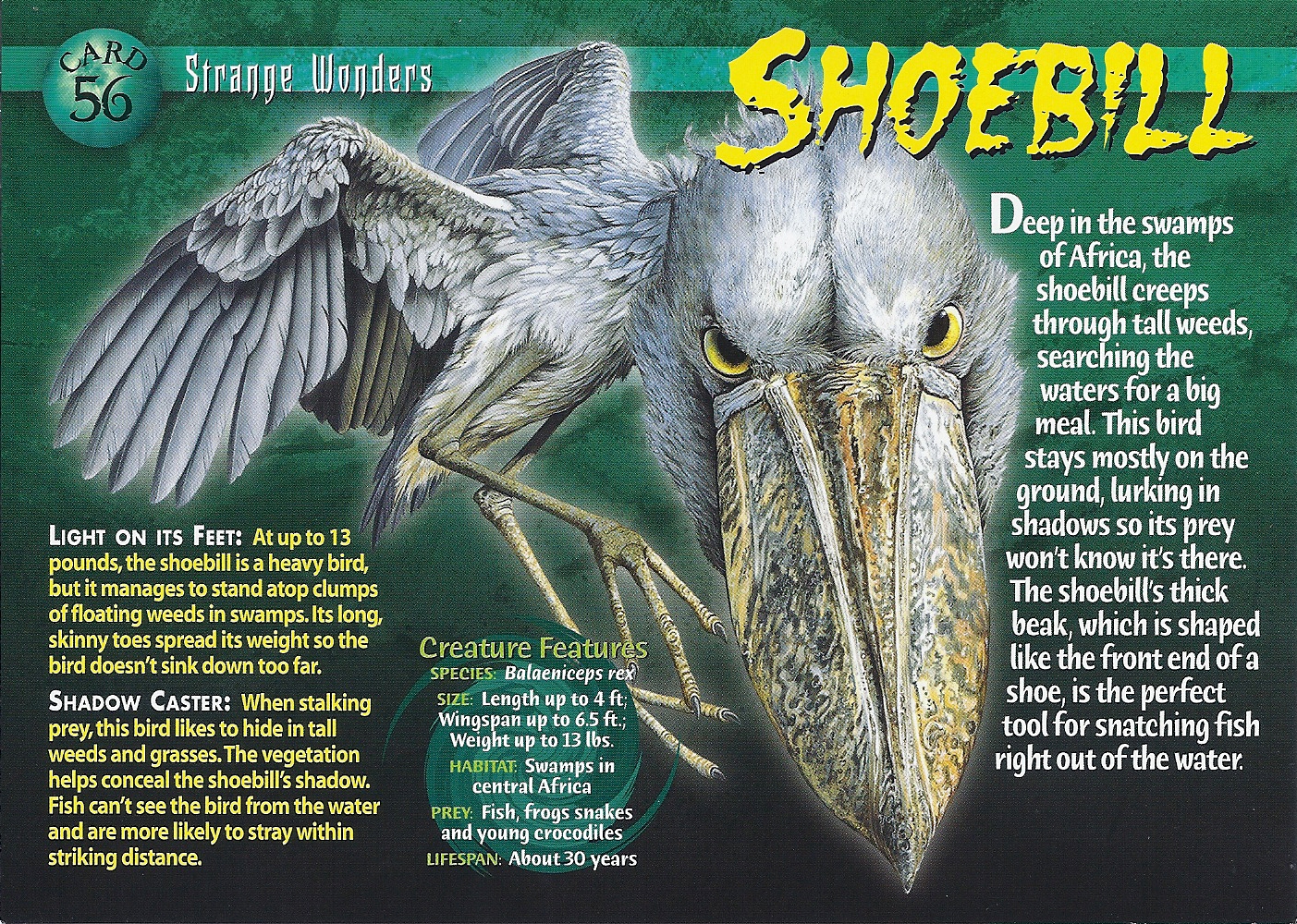 shoebill noises