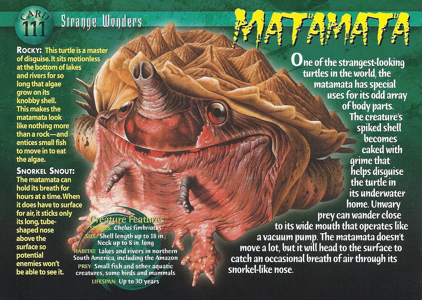 Matamata Wierd N'wild Creatures Wiki