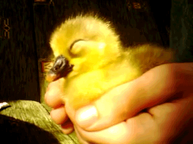 Cute_duck.gif