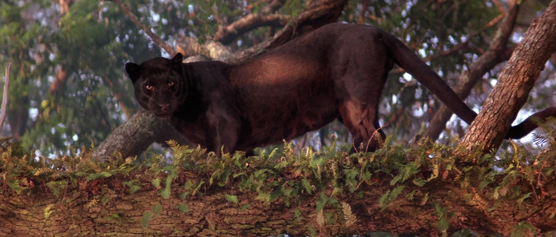 bagheera-disney-wiki